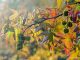 Amerikanischer Amberbaum (Liquidambar styraciflua): Der vergessene Heilbaum mit erstaunlicher Geschichte