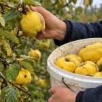 Das vergessene goldene Getränk: So bereiten Sie traditionellen Herbst-Quittenlikör zu