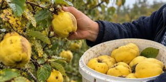 Das vergessene goldene Getränk: So bereiten Sie traditionellen Herbst-Quittenlikör zu