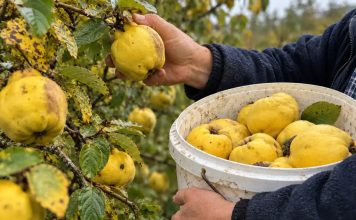 Das vergessene goldene Getränk: So bereiten Sie traditionellen Herbst-Quittenlikör zu