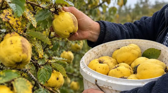 Das vergessene goldene Getränk: So bereiten Sie traditionellen Herbst-Quittenlikör zu
