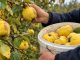 Das vergessene goldene Getränk: So bereiten Sie traditionellen Herbst-Quittenlikör zu