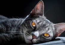 Spirituelle Geheimnisse und Heilkräfte von Katzen: Katzen kommen aus einem bestimmten Grund zu Ihnen!