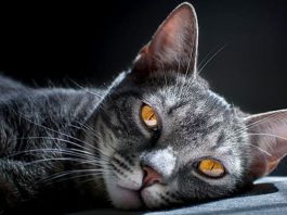 Spirituelle Geheimnisse und Heilkräfte von Katzen: Katzen kommen aus einem bestimmten Grund zu Ihnen!