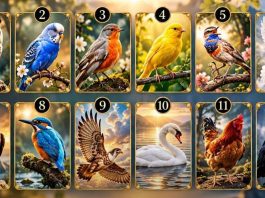 Ein Vogel symbolisiert den Monat deiner Geburt – und das verrät er über deine Persönlichkeit!